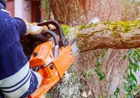 Tree Trimming Sydney